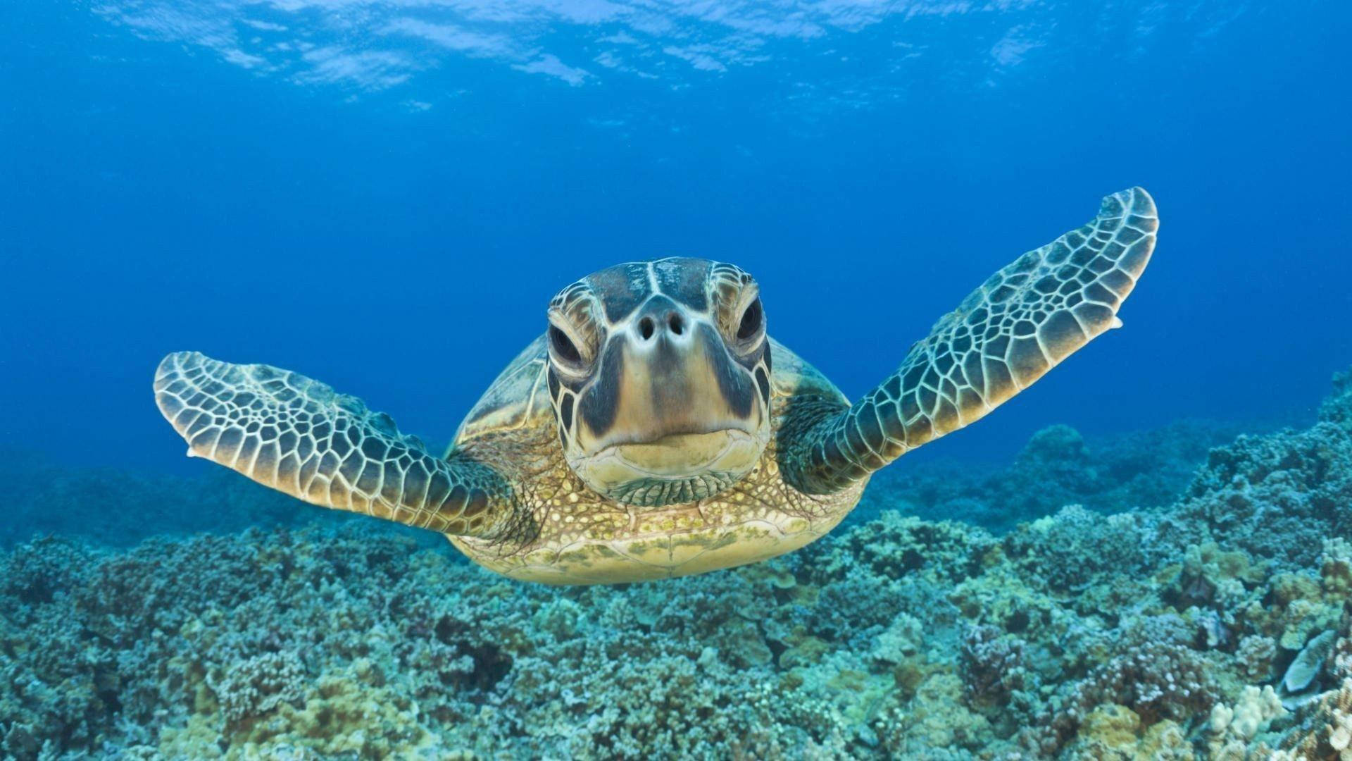 Paddling Sea Turtle In Front Shot Wallpaper