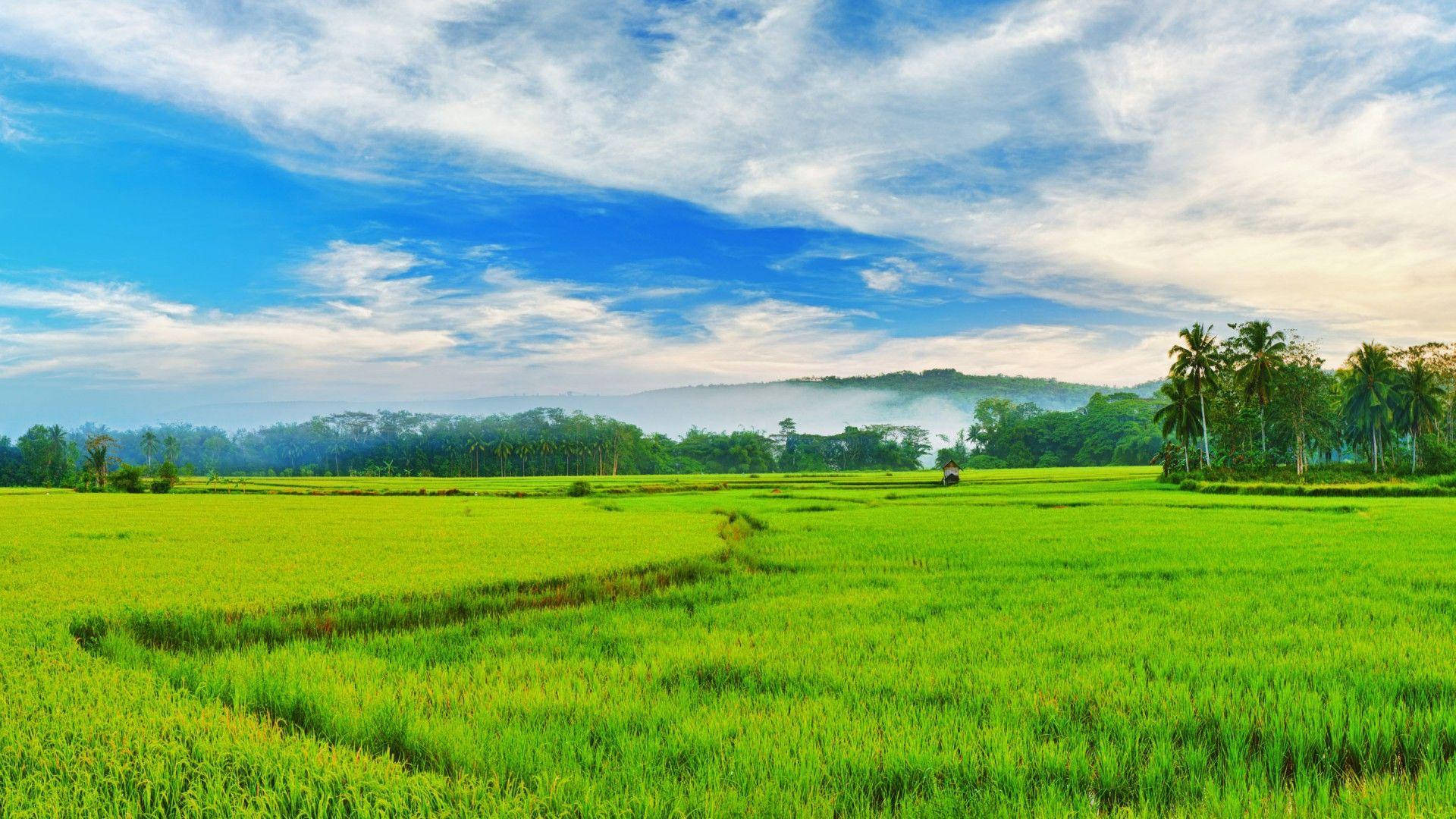 Paddy Field In Siquijor Philippines Wallpaper