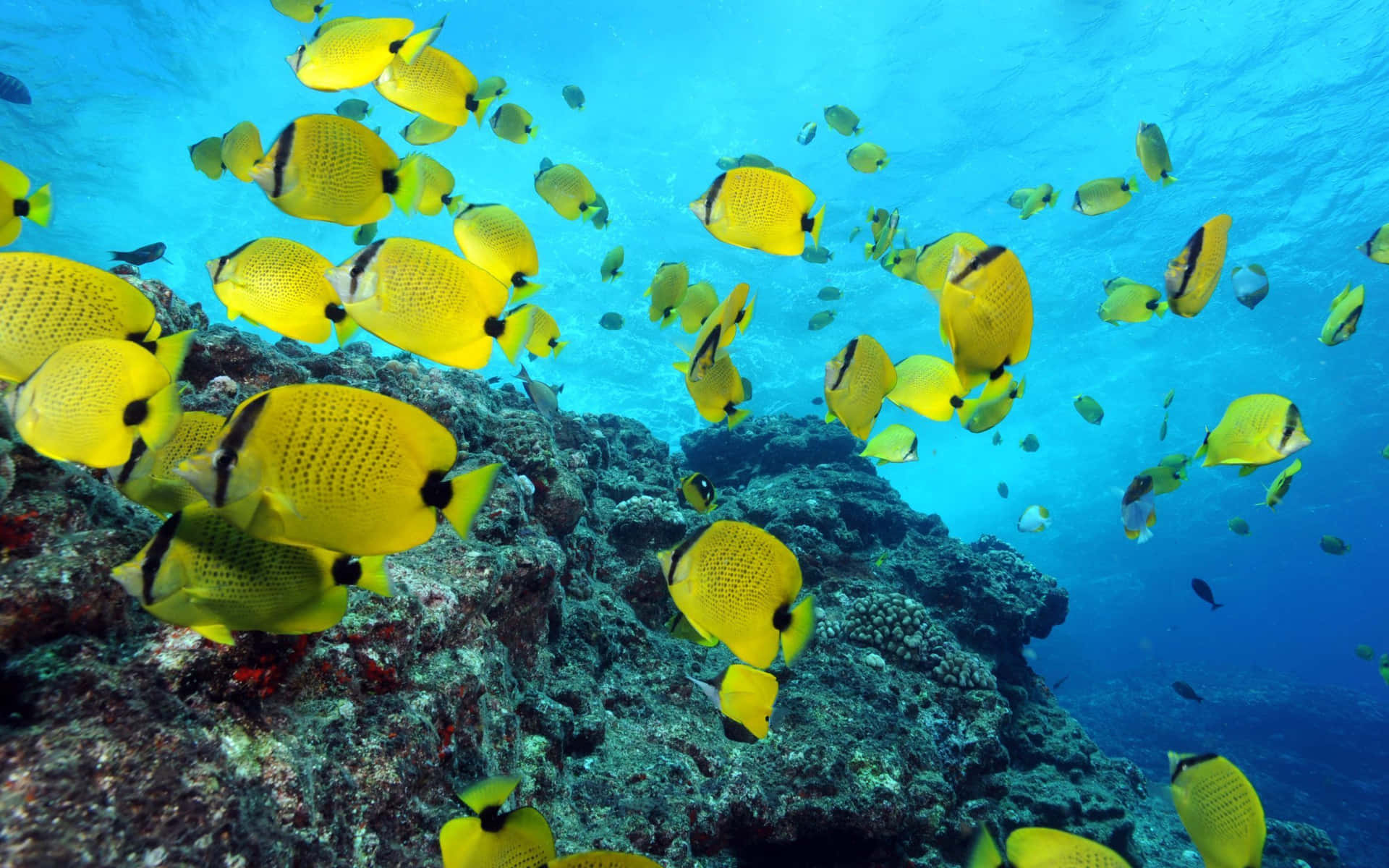 Paesaggiocolorato Di Una Barriera Corallina In Acque Cristalline.