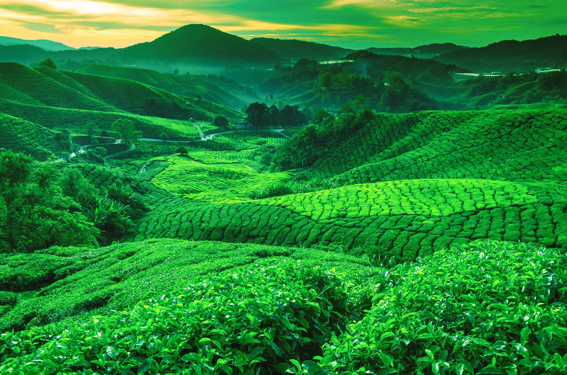 Pahang Tea Garden Wallpaper