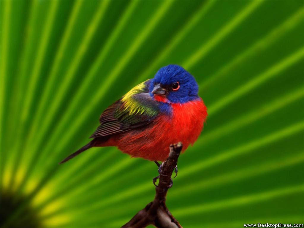 Painted Bunting Everglades National Park Wallpaper