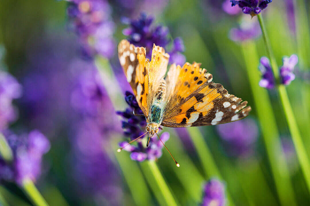 Painted Lady Aesthetic Butterfly
