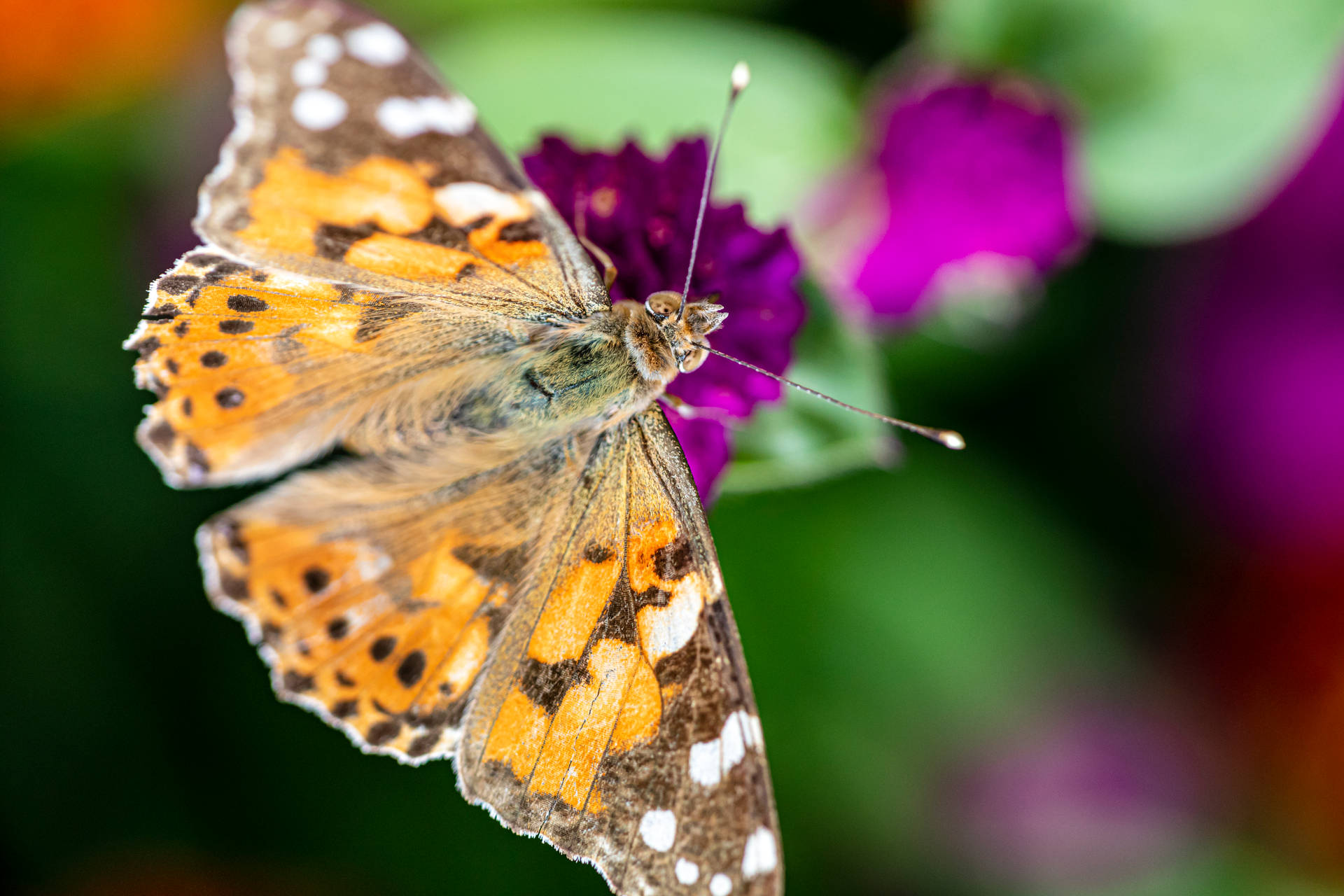 Painted Lady Butterfly Above Purple Flower Wallpaper