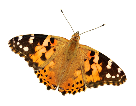 Painted Lady Butterfly Black Background PNG