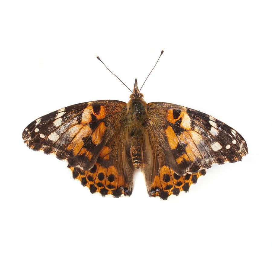 Painted Lady Butterfly Spread Wings Wallpaper