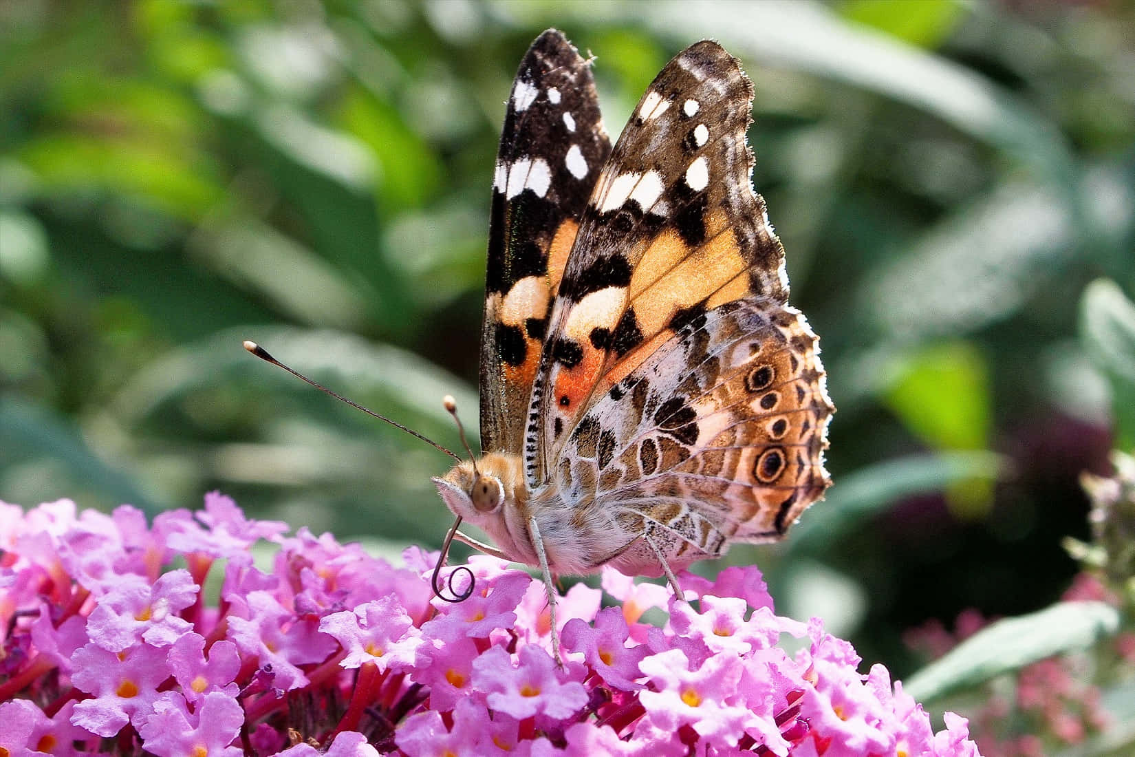 Painted Lady Butterflyon Blossoms Wallpaper