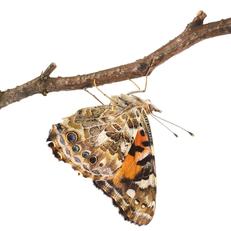 Painted Lady Butterflyon Branch Wallpaper