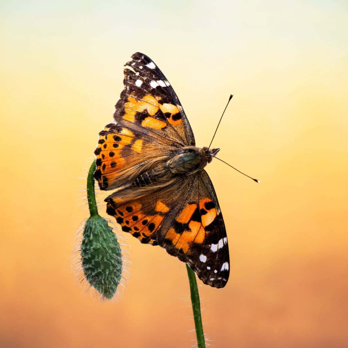 Painted Lady Butterflyon Bud Wallpaper