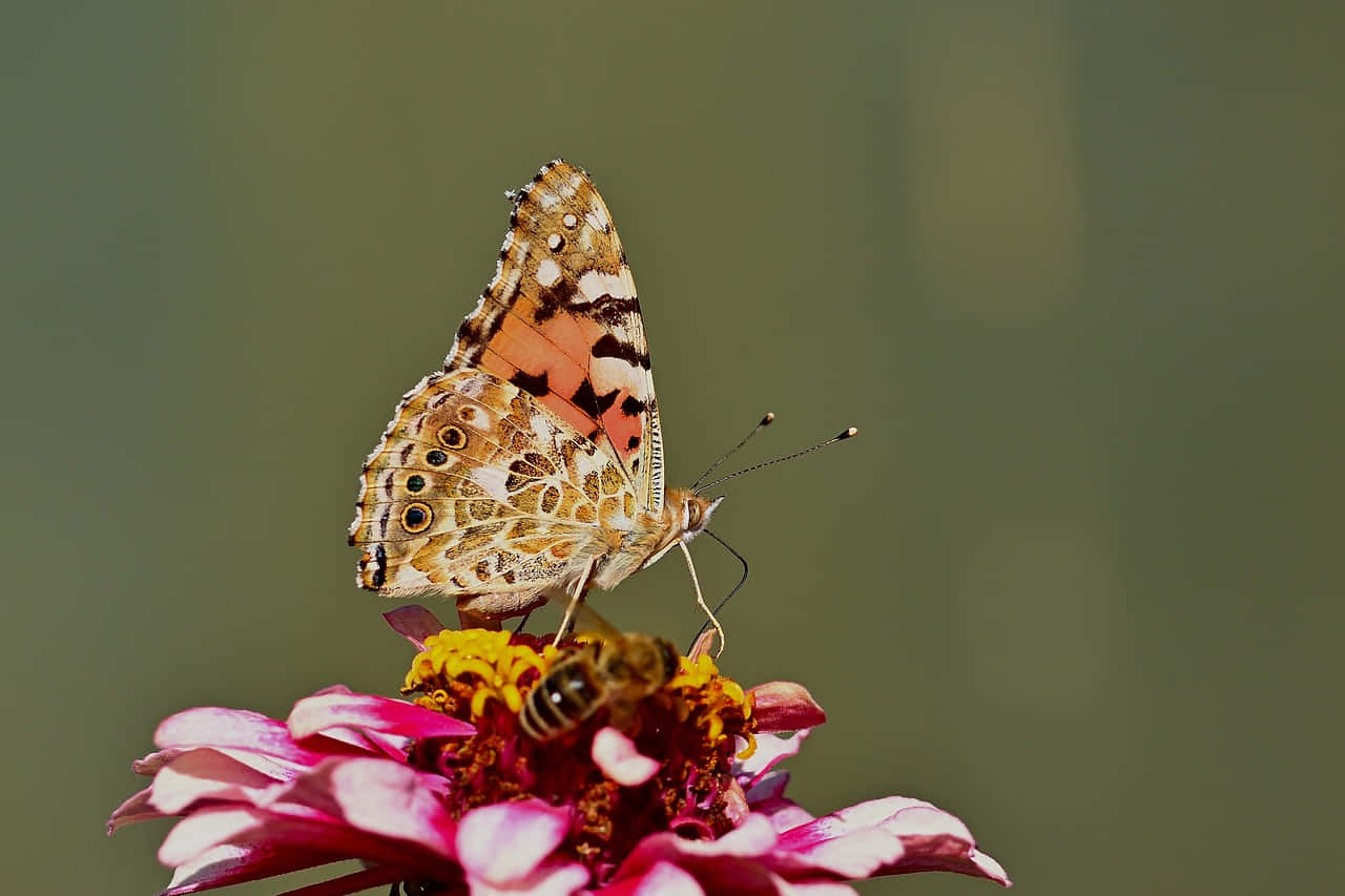 Painted Lady Butterflyon Flower.jpg Wallpaper
