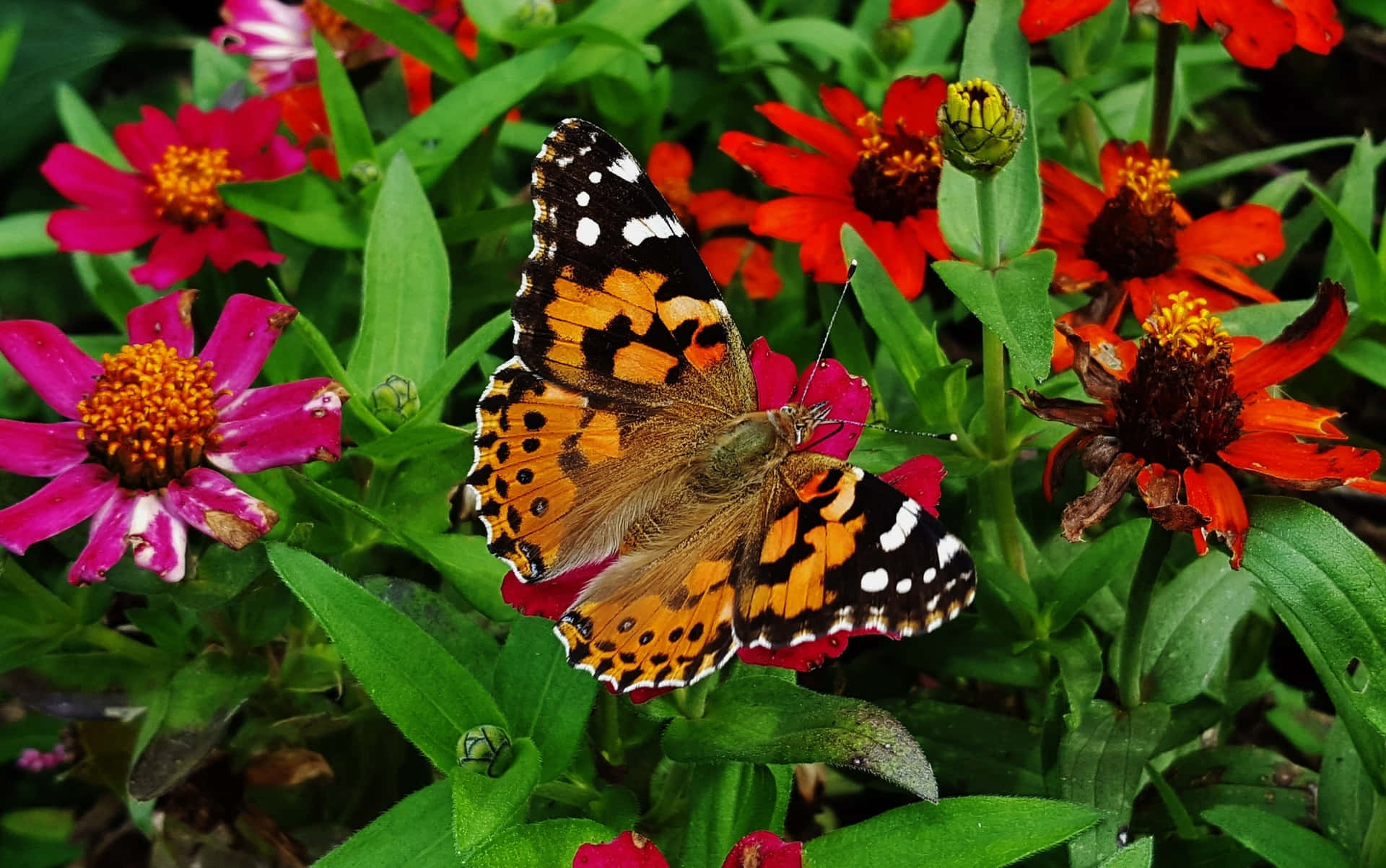 Painted Lady Butterflyon Flowers Wallpaper