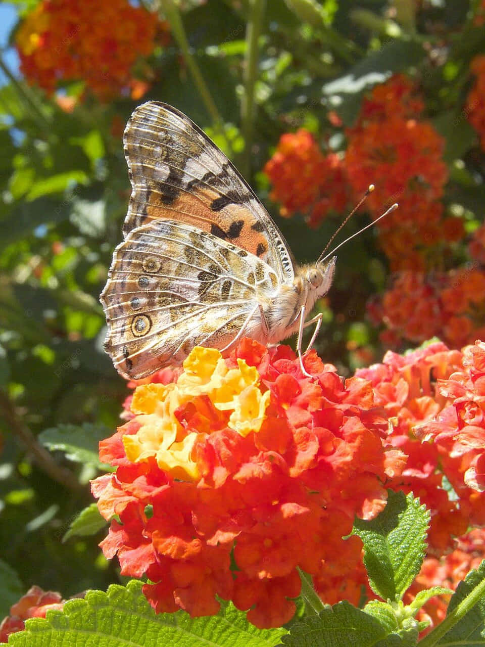 Painted Lady Butterflyon Lantana Flowers Wallpaper