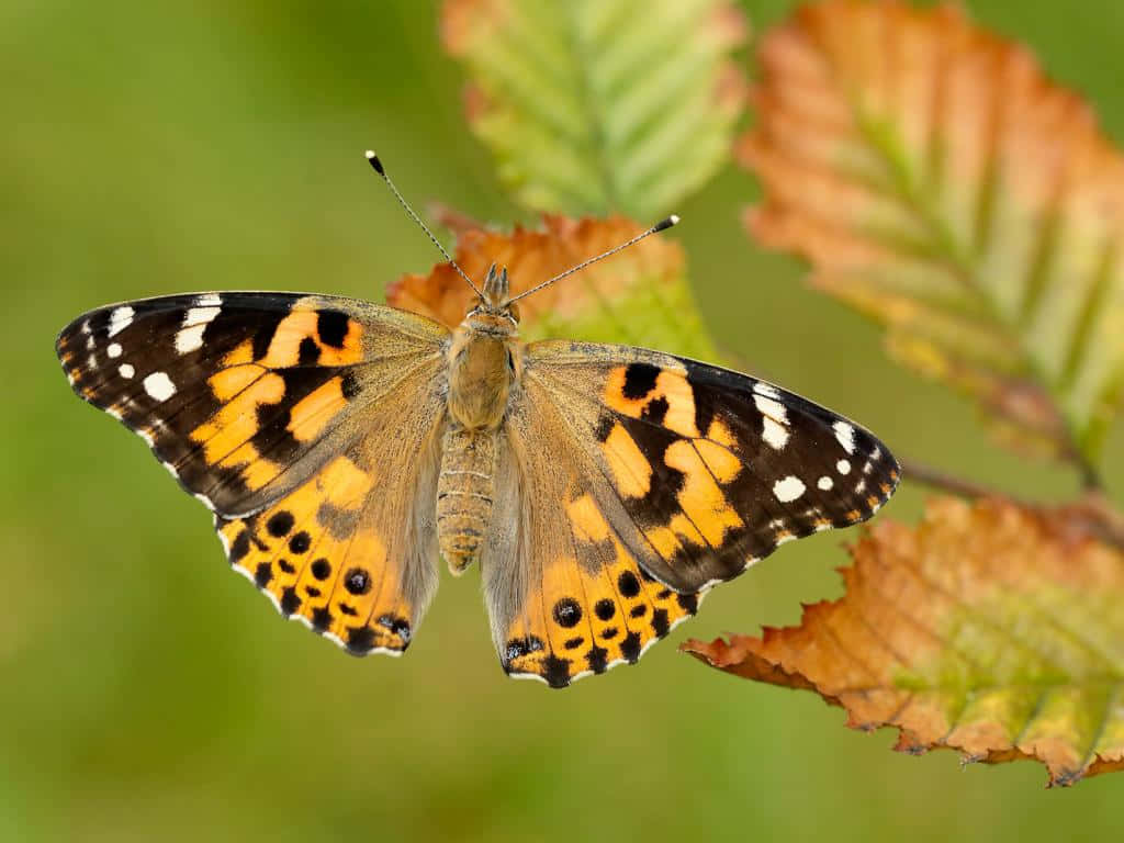 Painted Lady Butterflyon Leaves Wallpaper