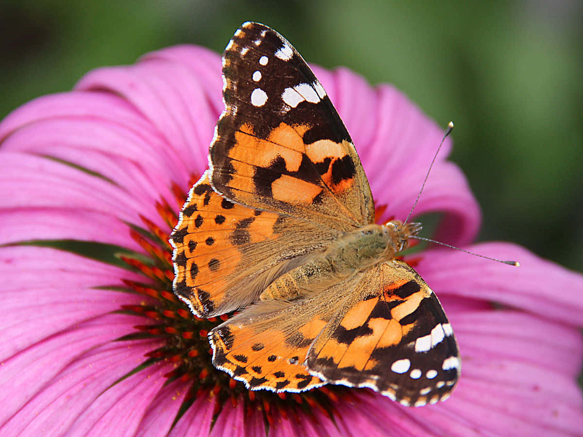 Painted Lady Butterflyon Pink Flower Wallpaper