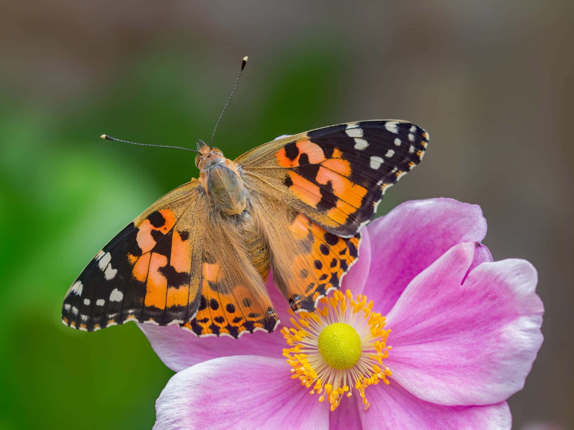 Painted Lady Butterflyon Pink Flower.jpg Wallpaper