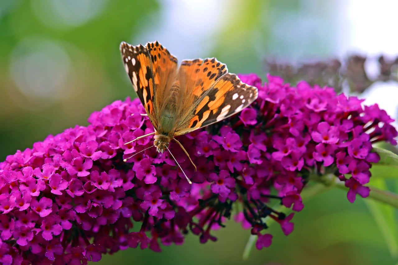 Painted Lady Butterflyon Purple Flowers Wallpaper