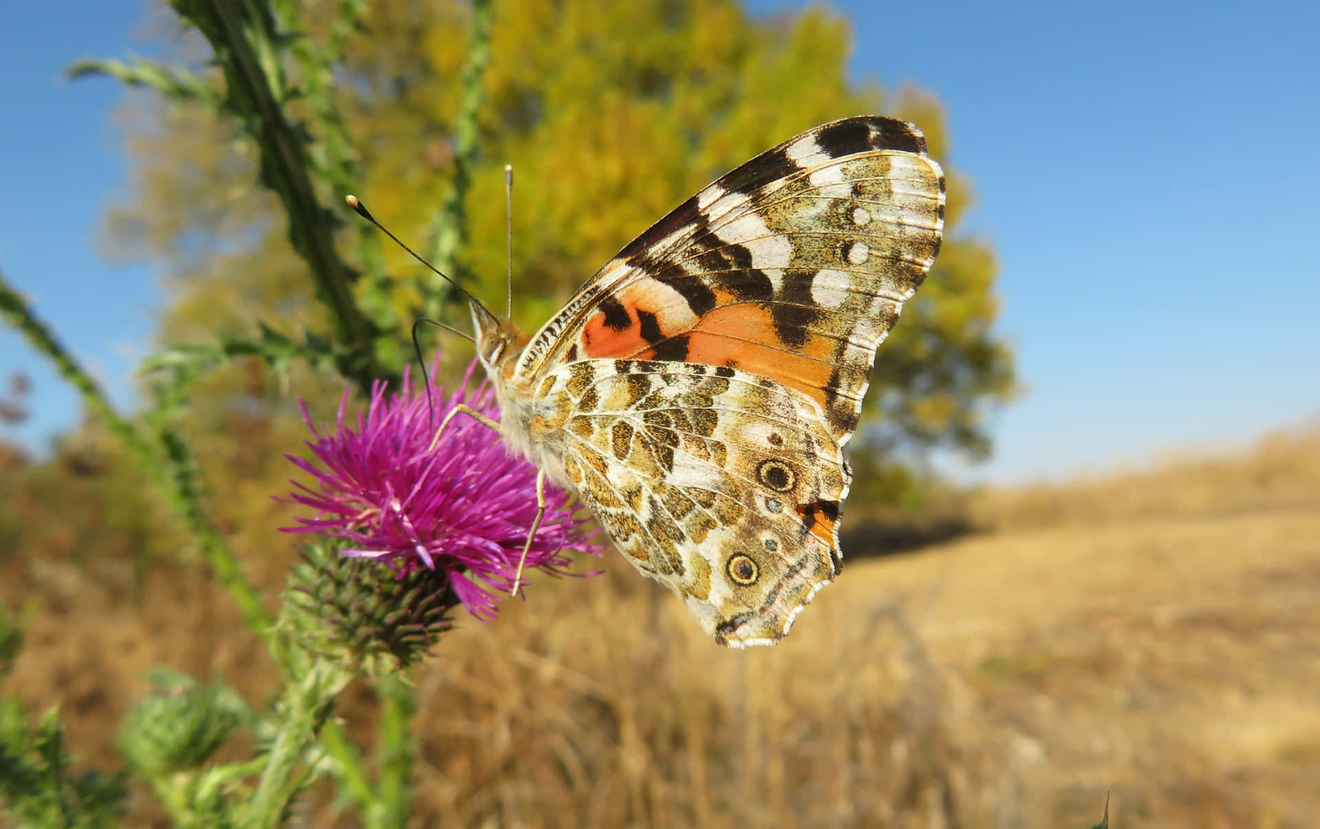 Painted Lady Butterflyon Thistle Wallpaper