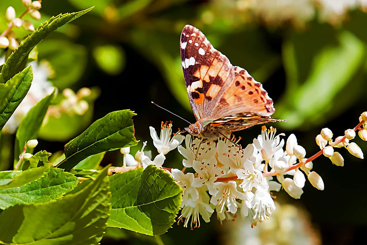 Painted Lady Butterflyon White Blossoms.jpg Wallpaper