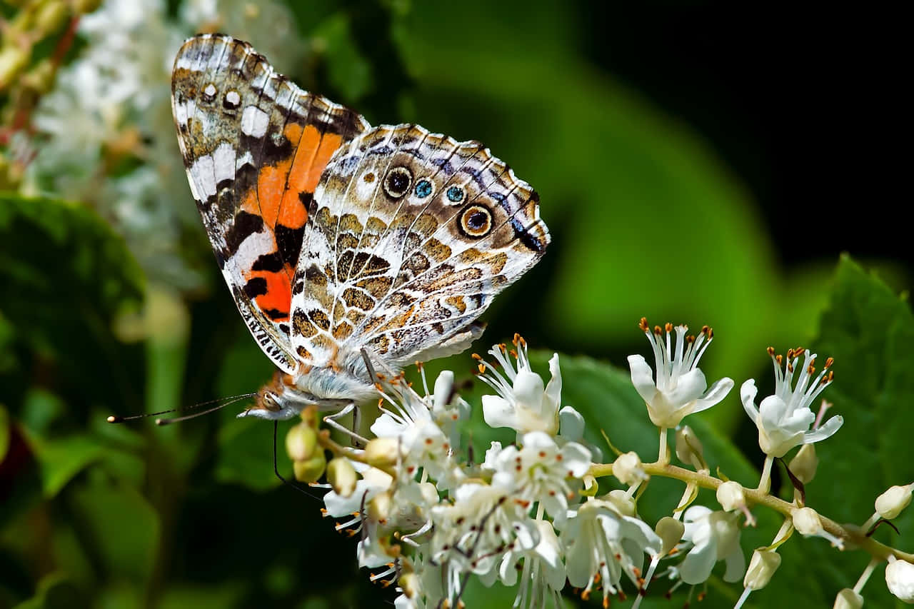 Painted Lady Butterflyon White Flowers Wallpaper