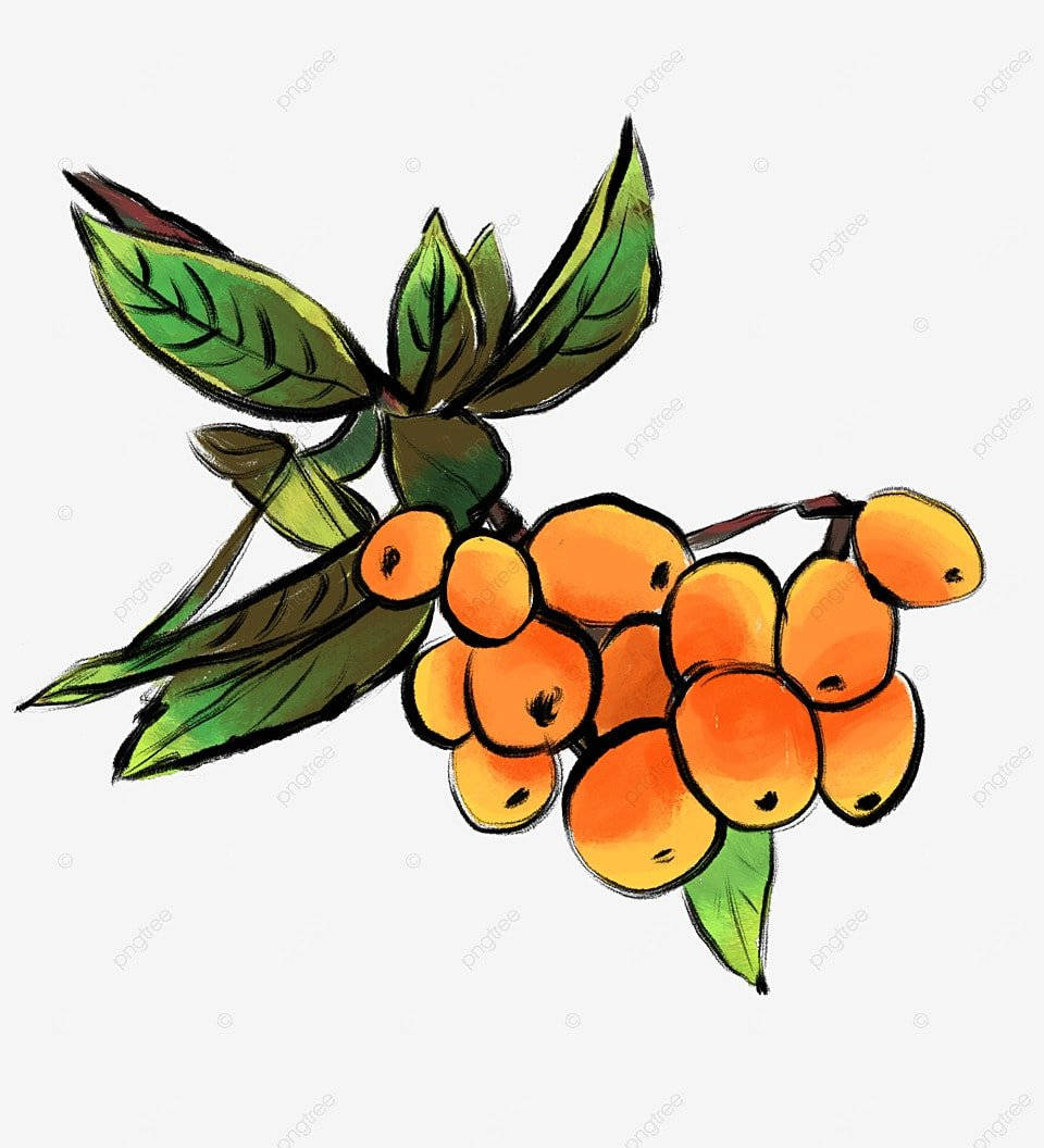 Painted Loquat Fruits Wallpaper