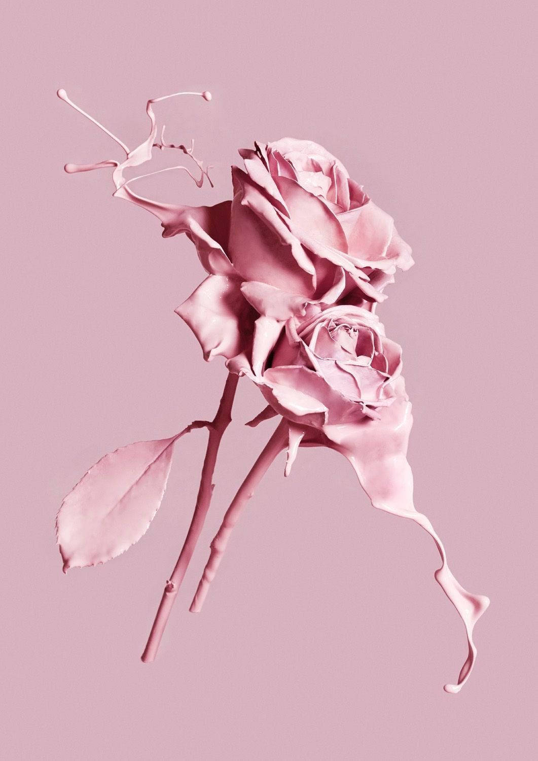 Painted Pink Roses Wallpaper