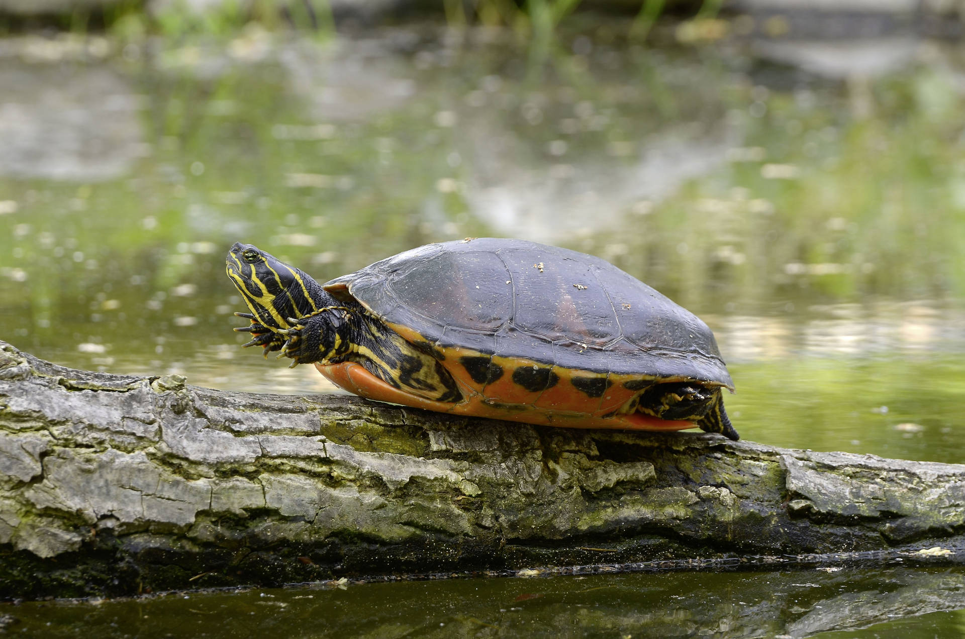 Painted Water Turtle On Wood Log Photography Wallpaper
