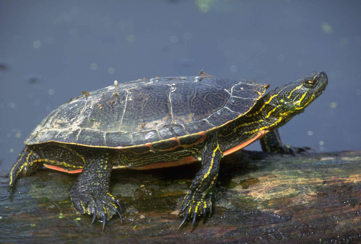 Måladvattensköldpadda Fotografi. Wallpaper