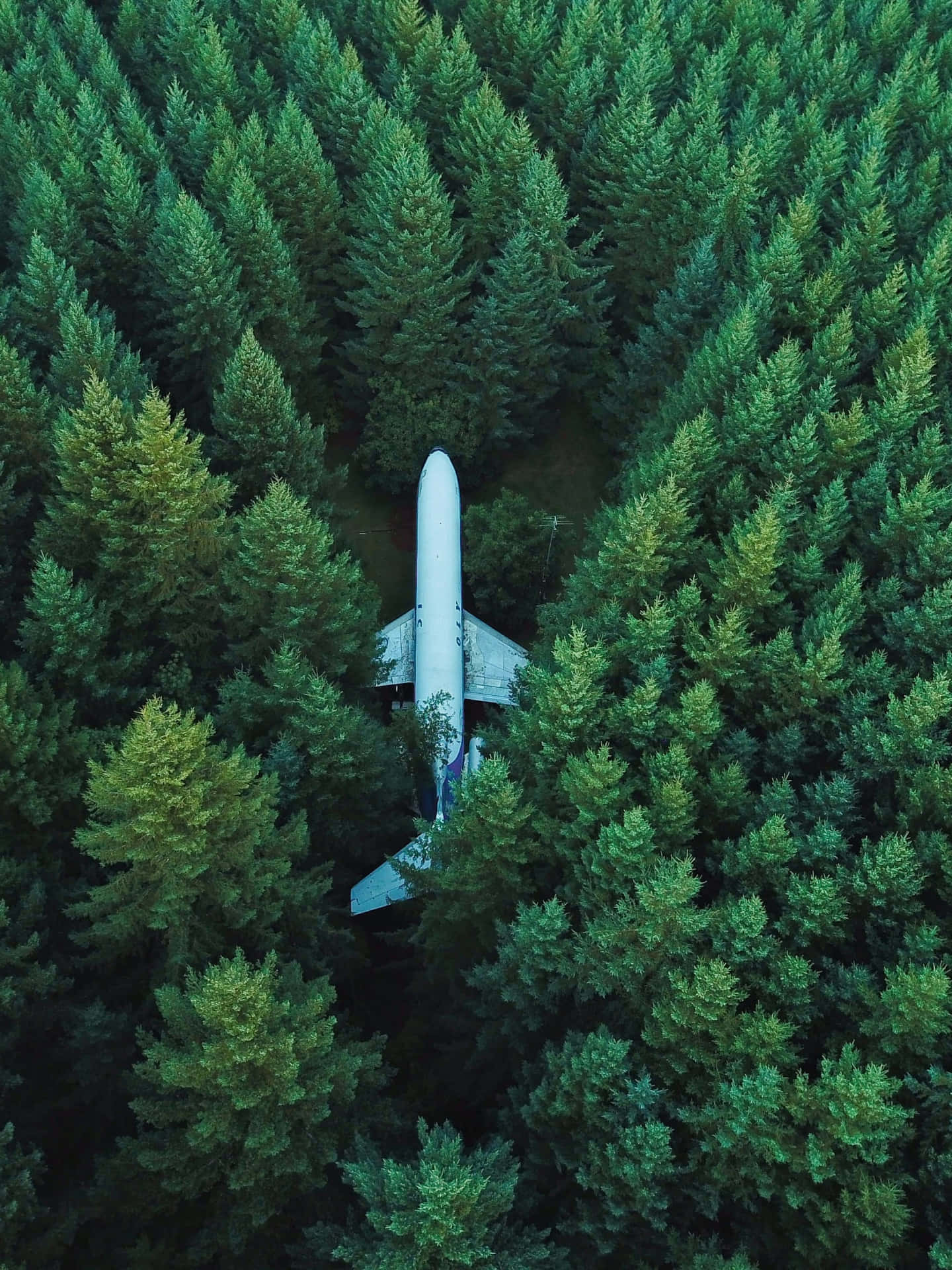 Painting Of Forest Plane Background Wallpaper