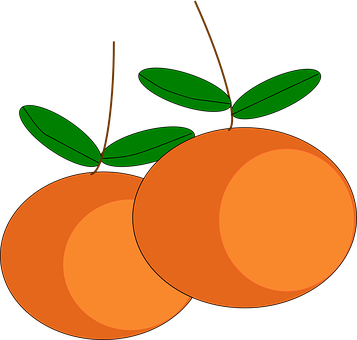 Pair_of_ Oranges_ Vector_ Illustration PNG
