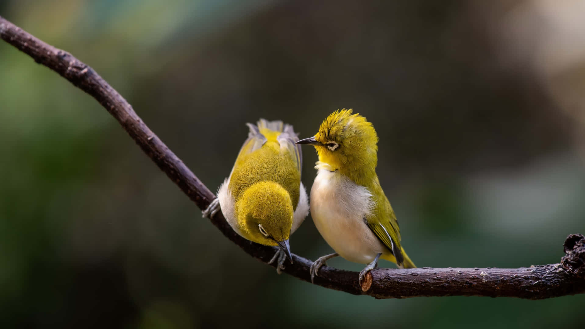 Pair_of_ Yellow_ Birds_ Perched_4 K Wallpaper