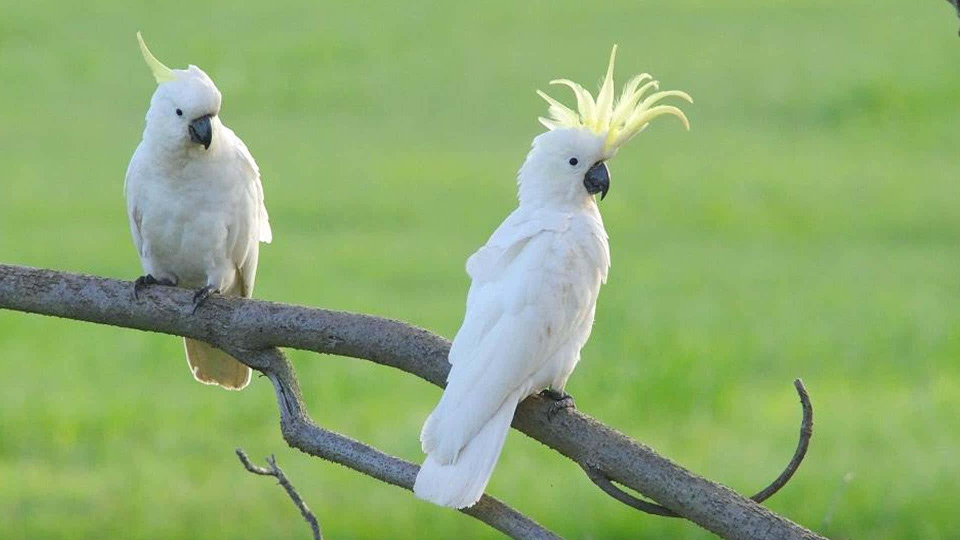 Pairof Cockatoos Perched Outdoors Wallpaper