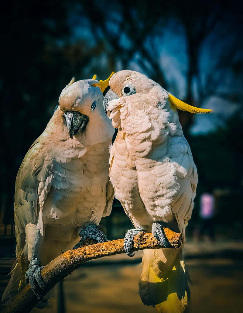 Pairof Cockatoos Perched Together.jpg Wallpaper