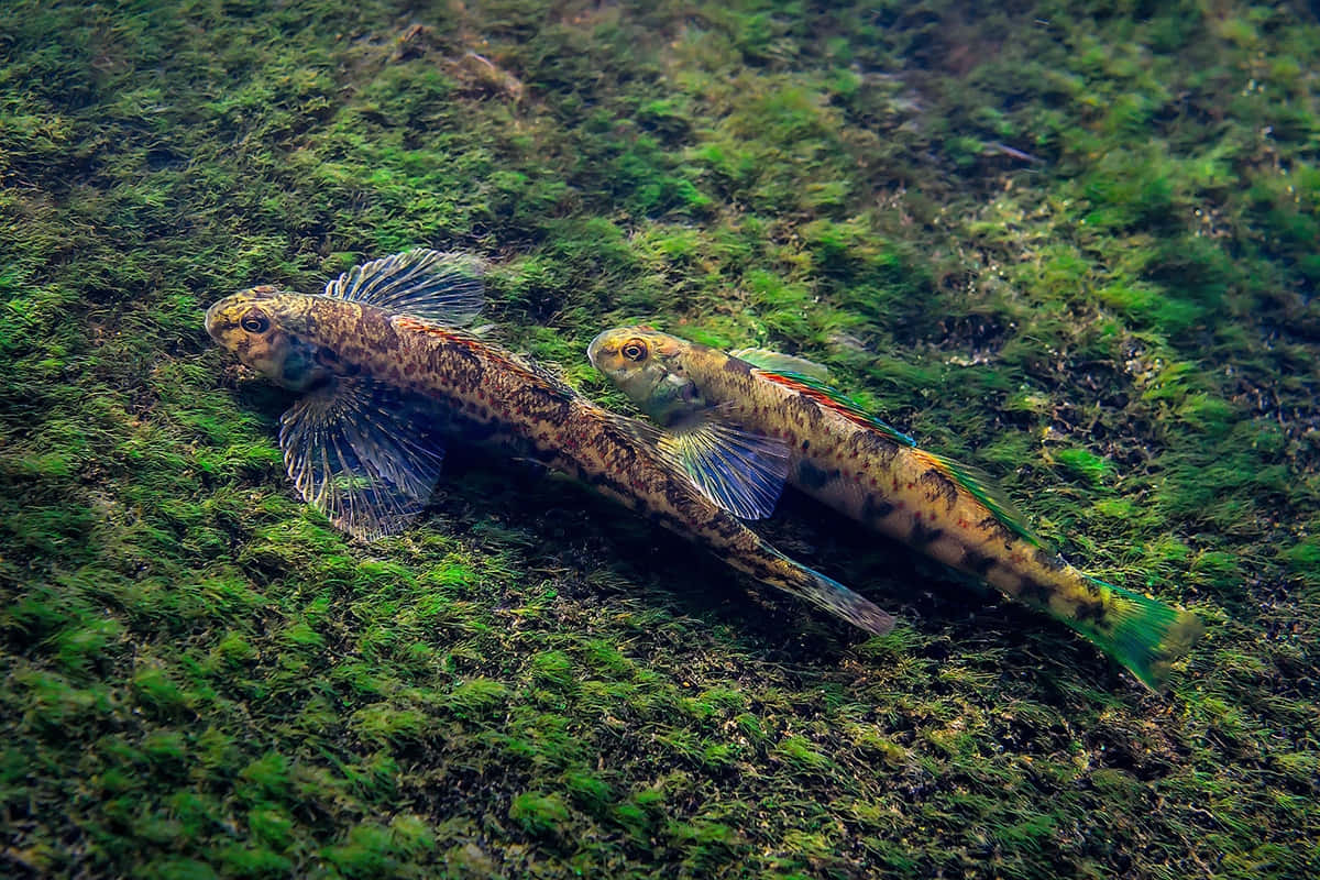 Pairof Gobies Swimming Over Algae.jpg Wallpaper