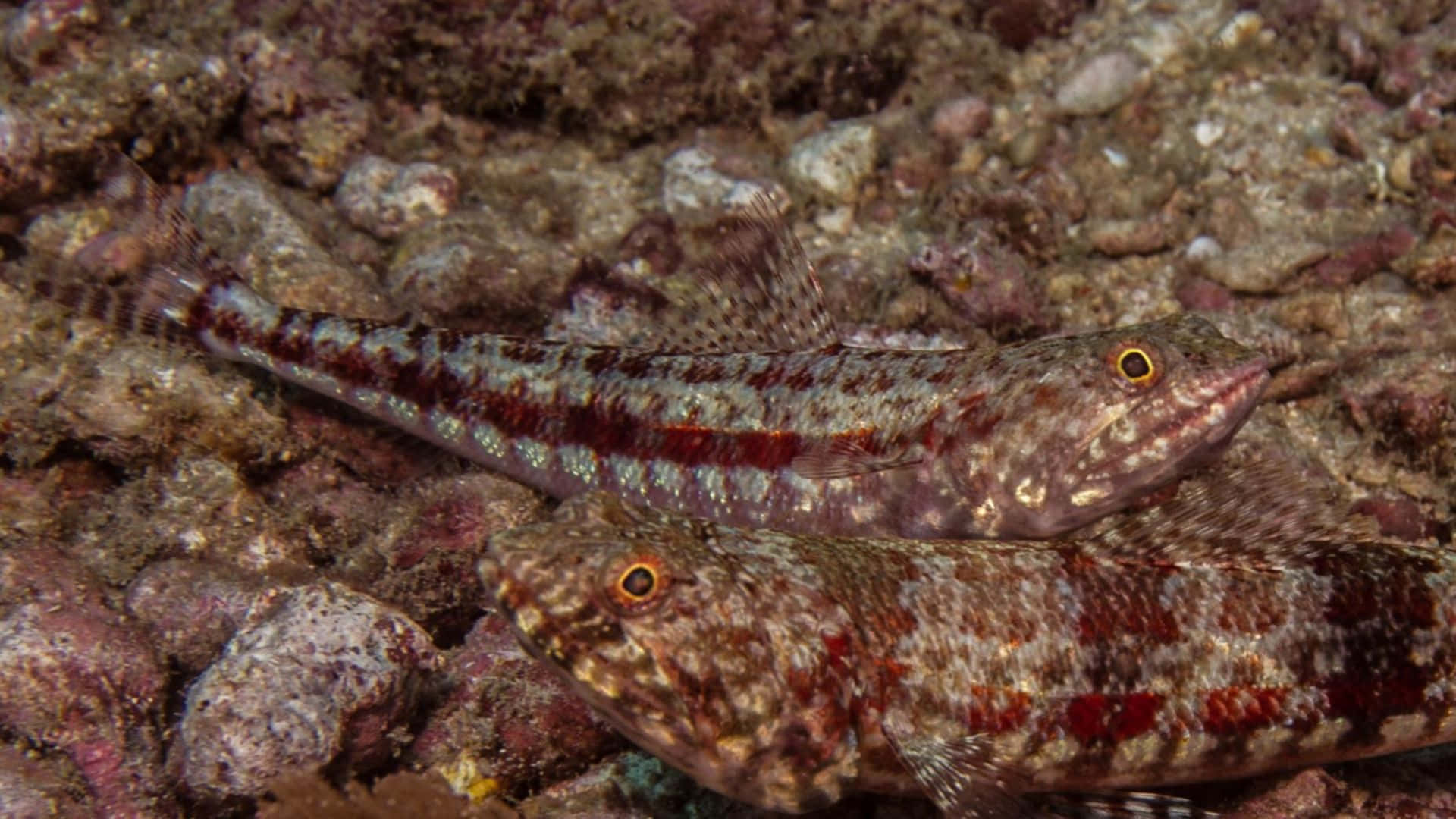 Pairof Lizardfish Camouflagedon Seabed.jpg Wallpaper