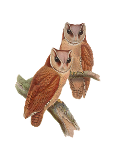 Pairof Owlson Branch PNG