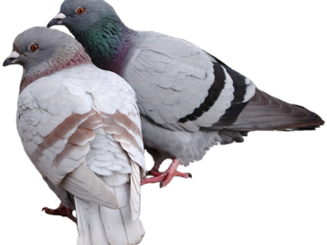 Pairof Pigeons Perching Together PNG