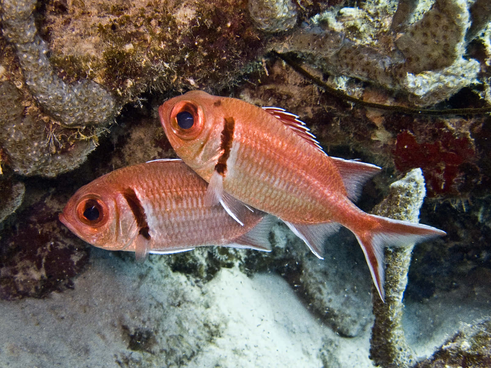 Pairof Soldierfish Underwater Wallpaper
