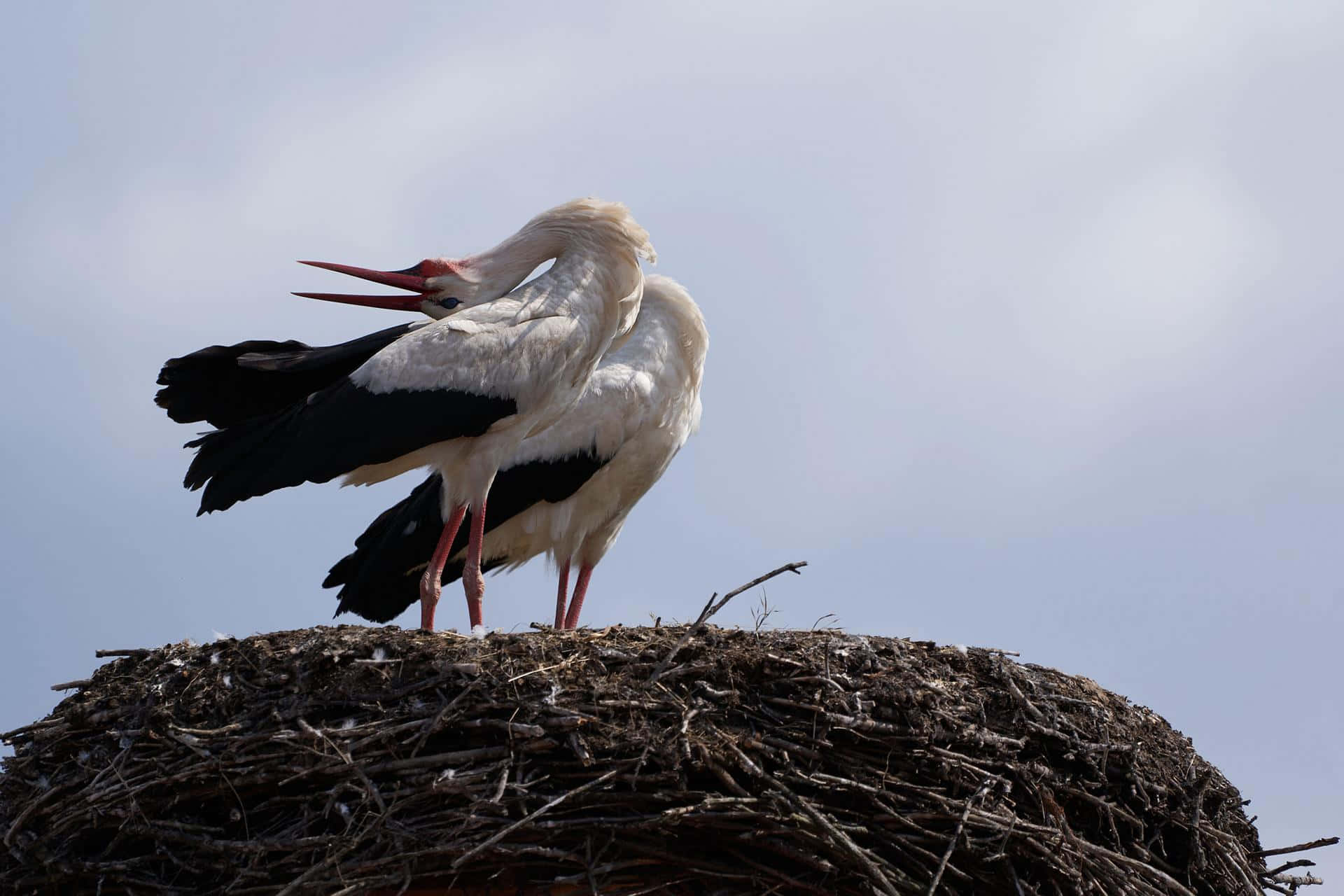 Pairof Storks Nesting Wallpaper