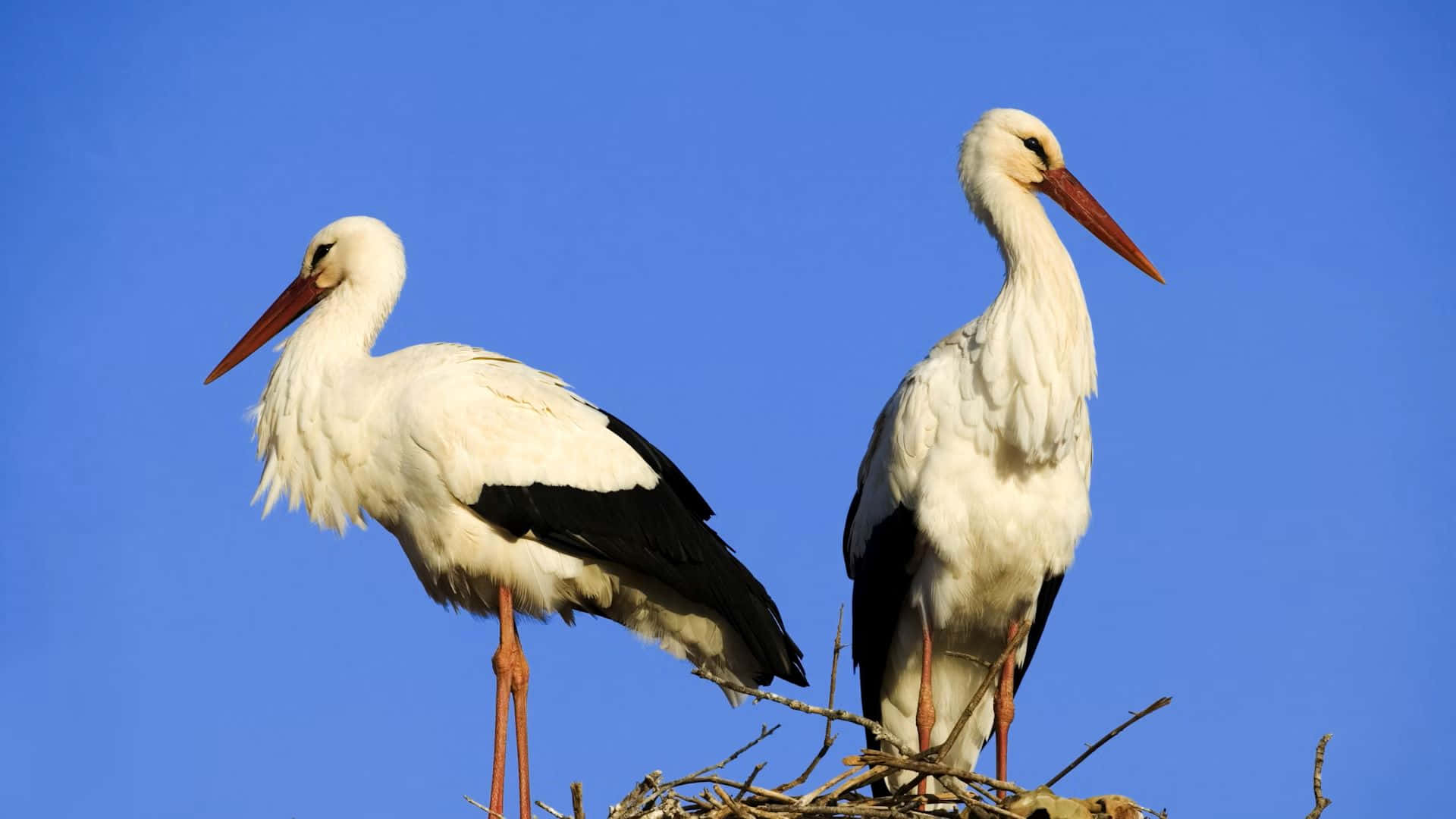 Pairof Storks Nesting Against Blue Sky Wallpaper
