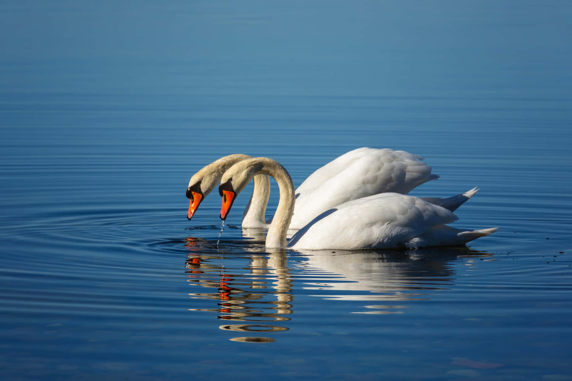 Pairof Swans Reflection Lake Wallpaper