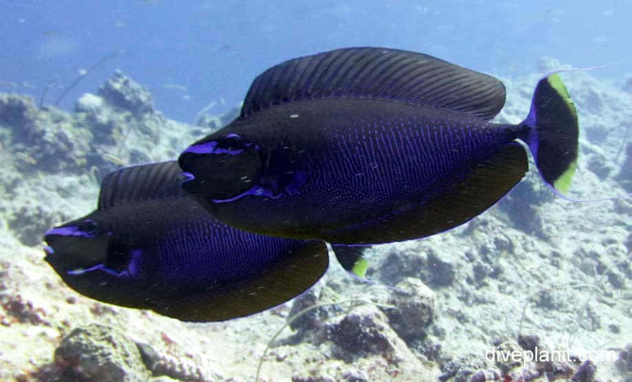 Pairof Unicornfish Swimming Underwater.jpg Wallpaper