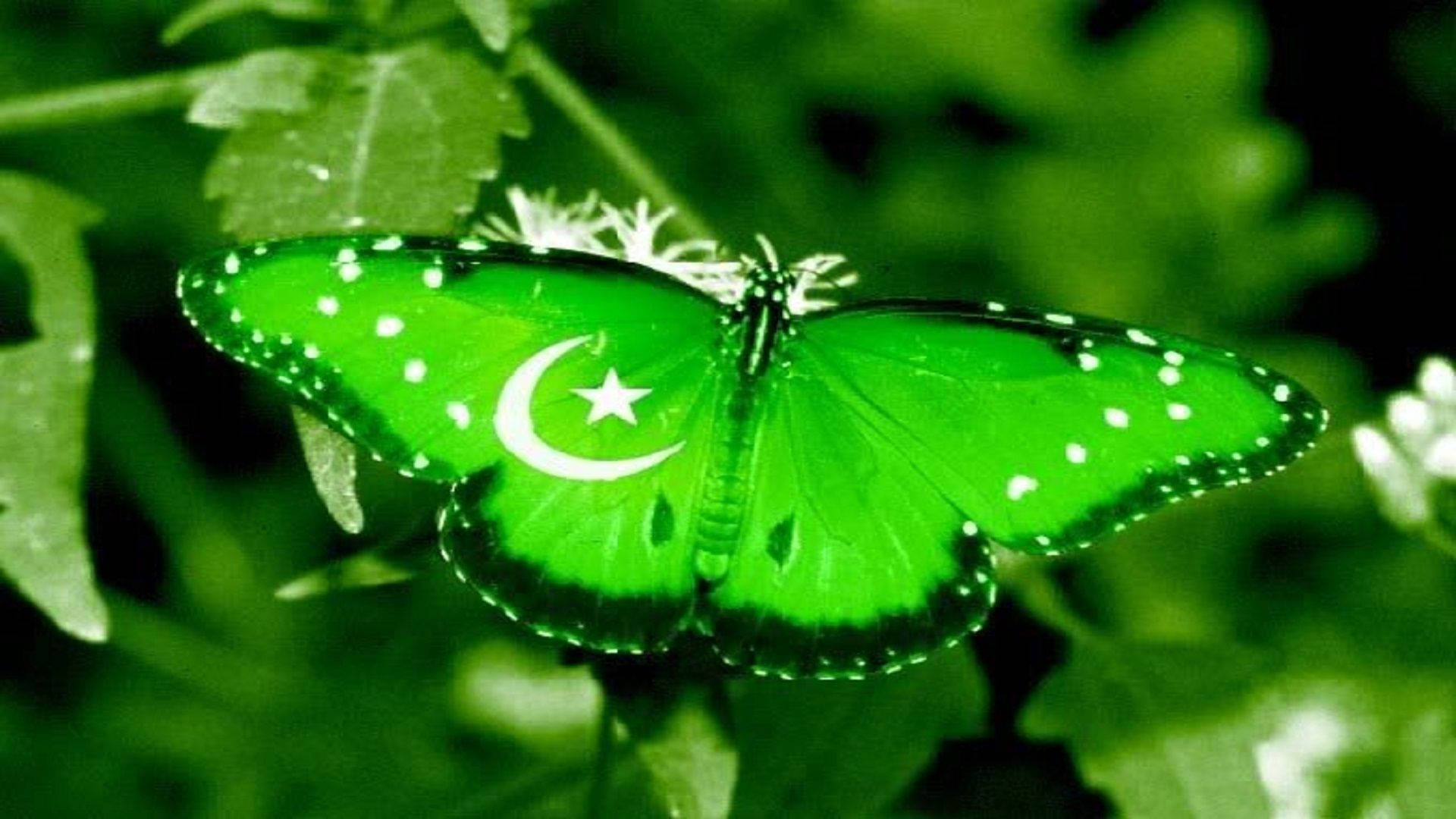 Pakistan Butterfly Wallpaper