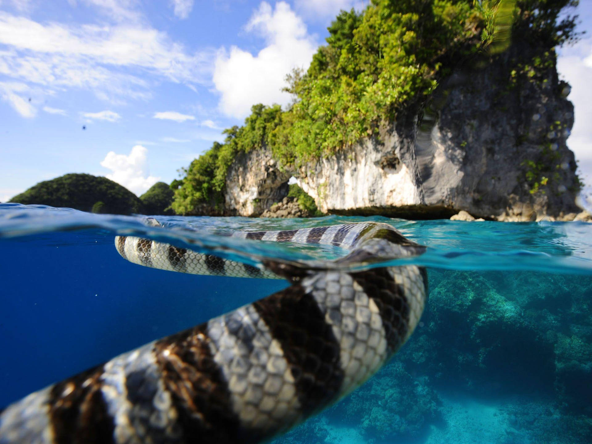 Palau Banded Sea Krait