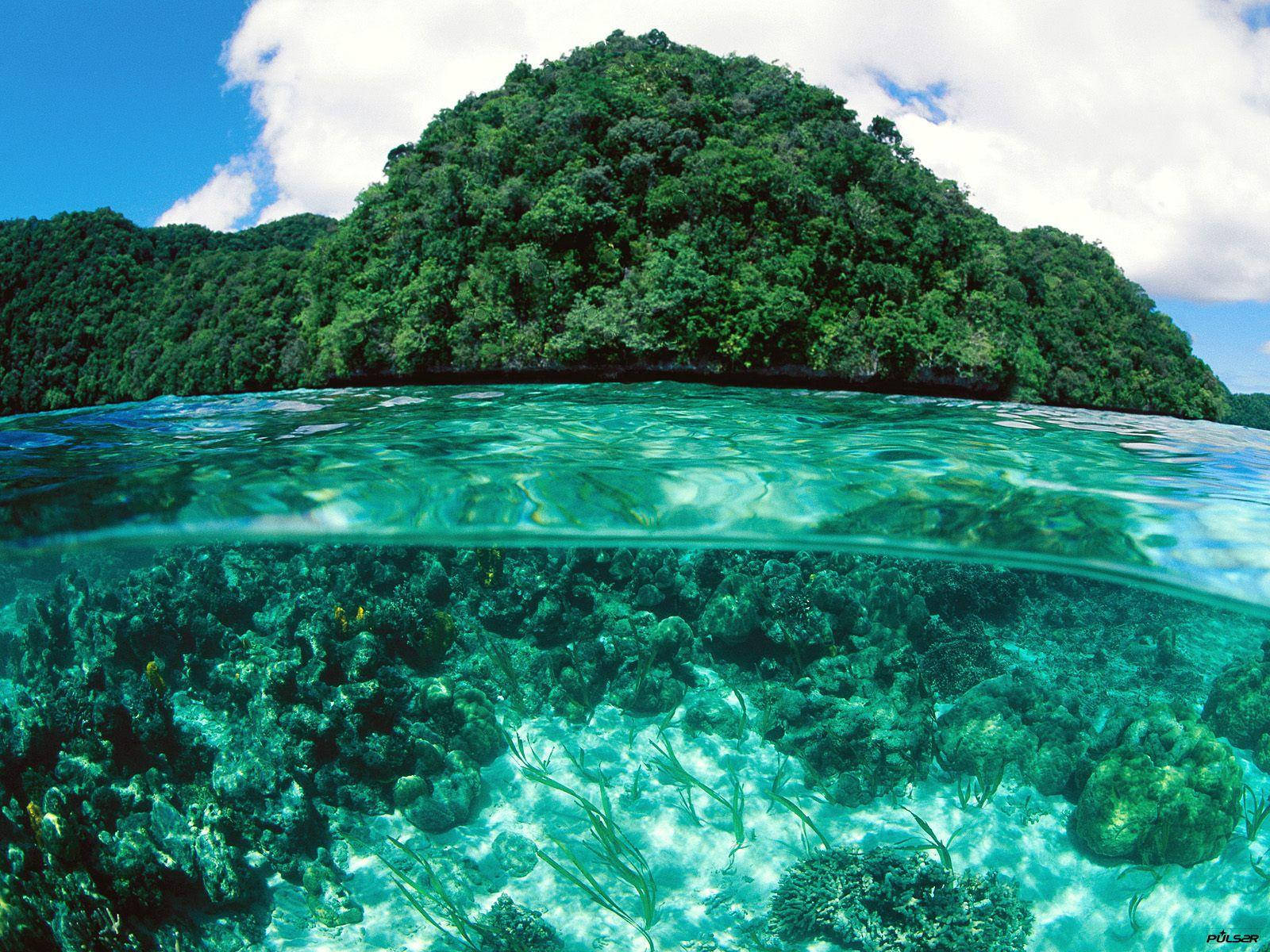Palau Coral Reef