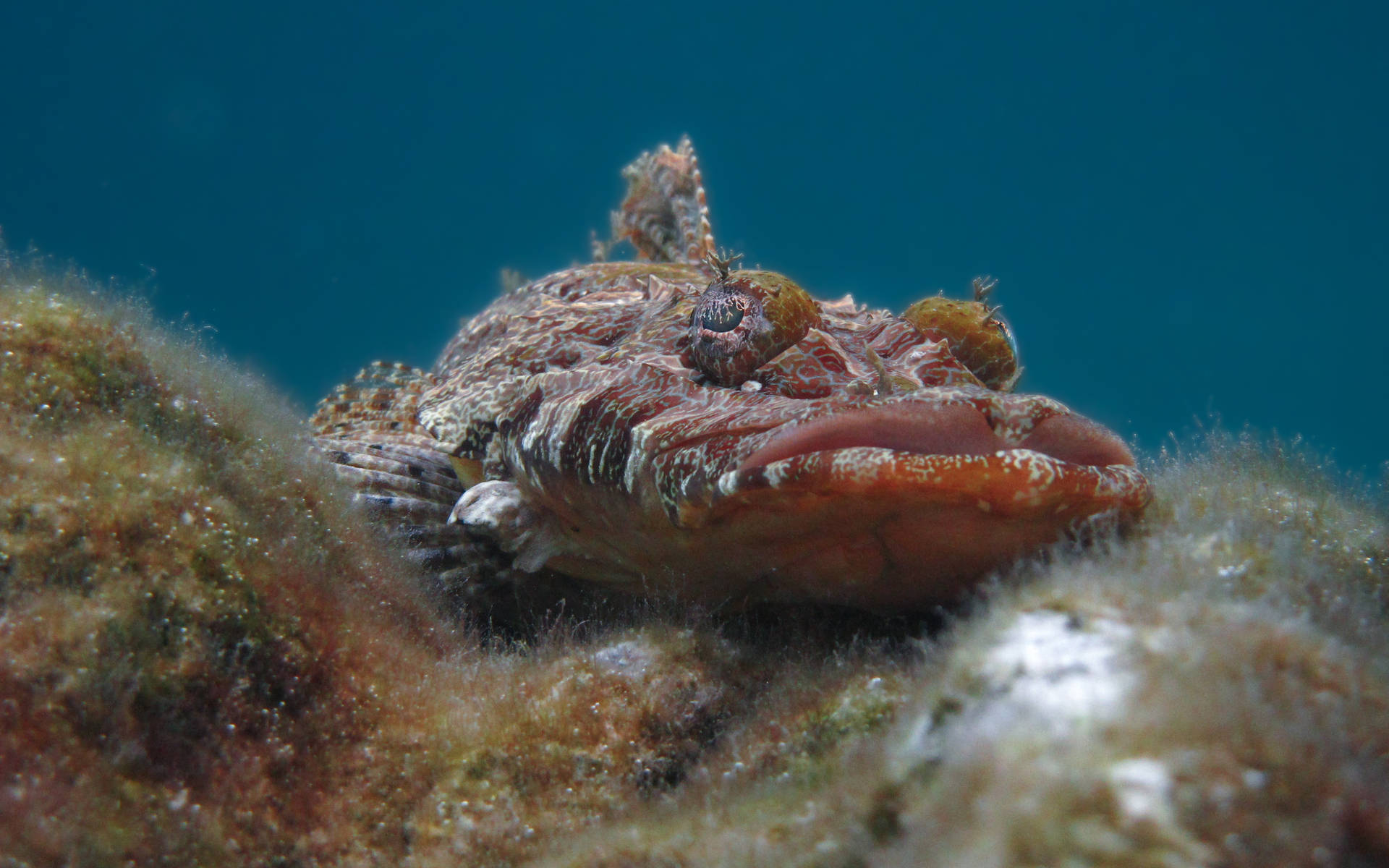 Palau Scorpionfish