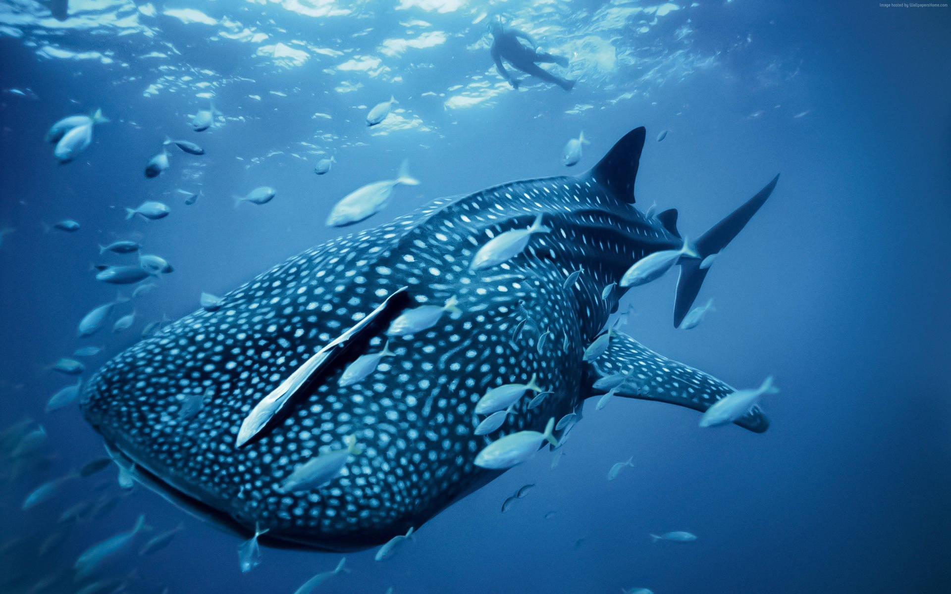 Palau Whale Shark