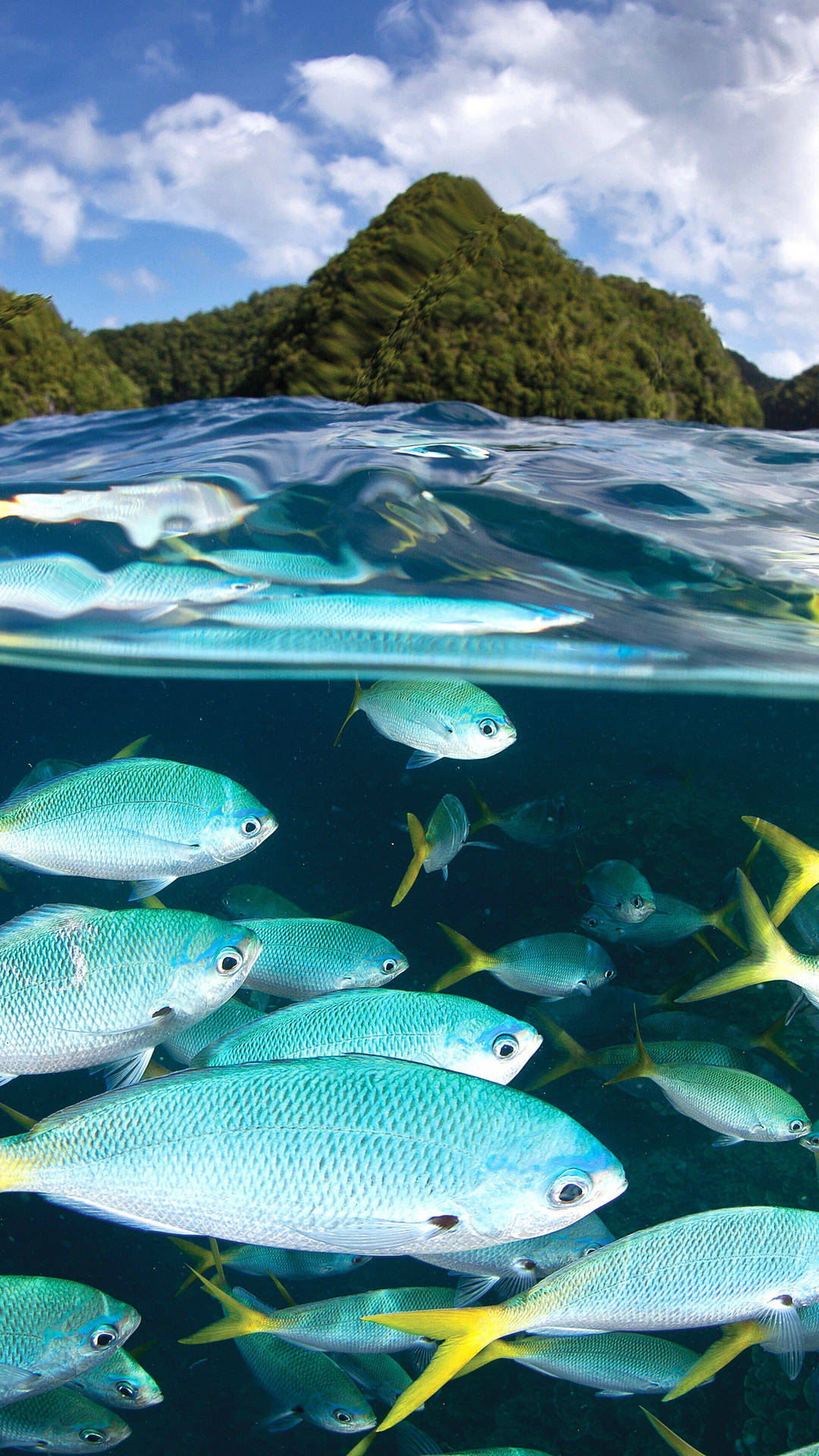 Palau Yellowtail Fish