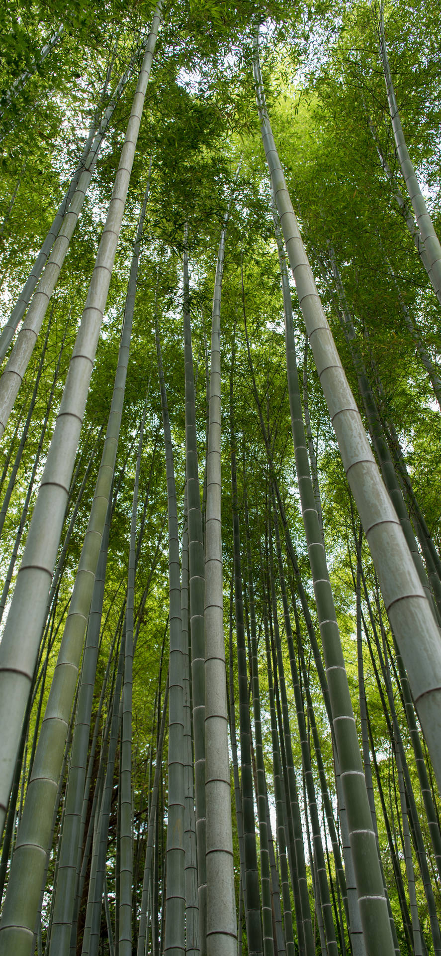 Blassgrüne Bambusstängel Iphone Wallpaper