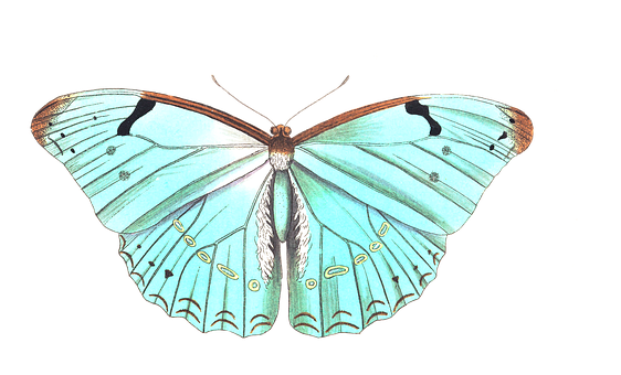 Pale Blue Butterfly Illustration PNG