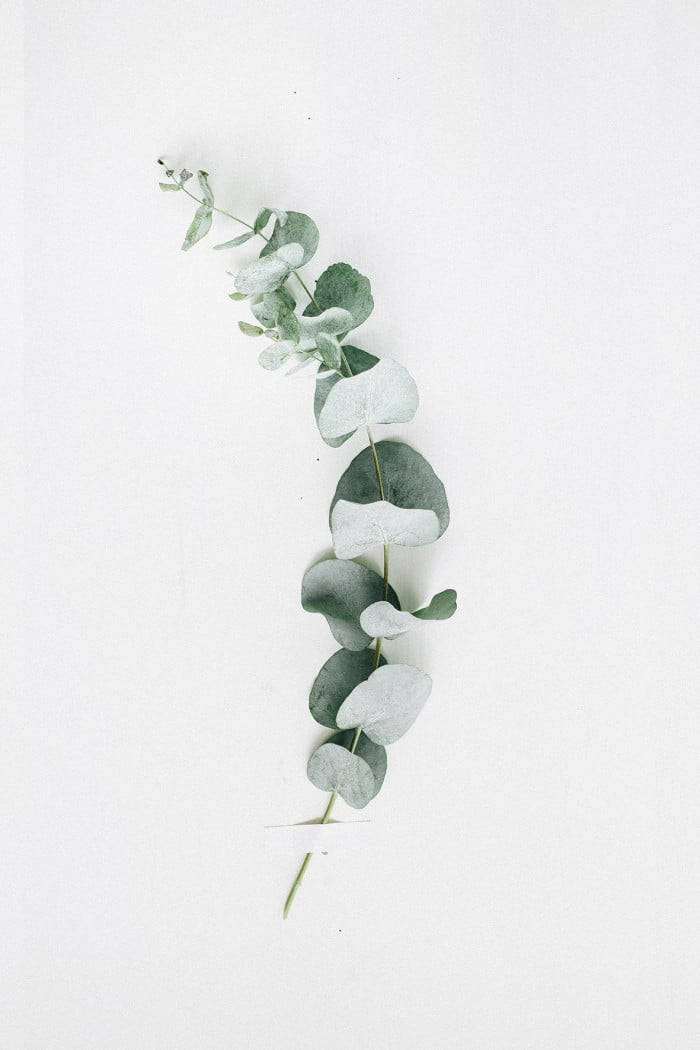 Blekeukalyptusgren. Wallpaper
