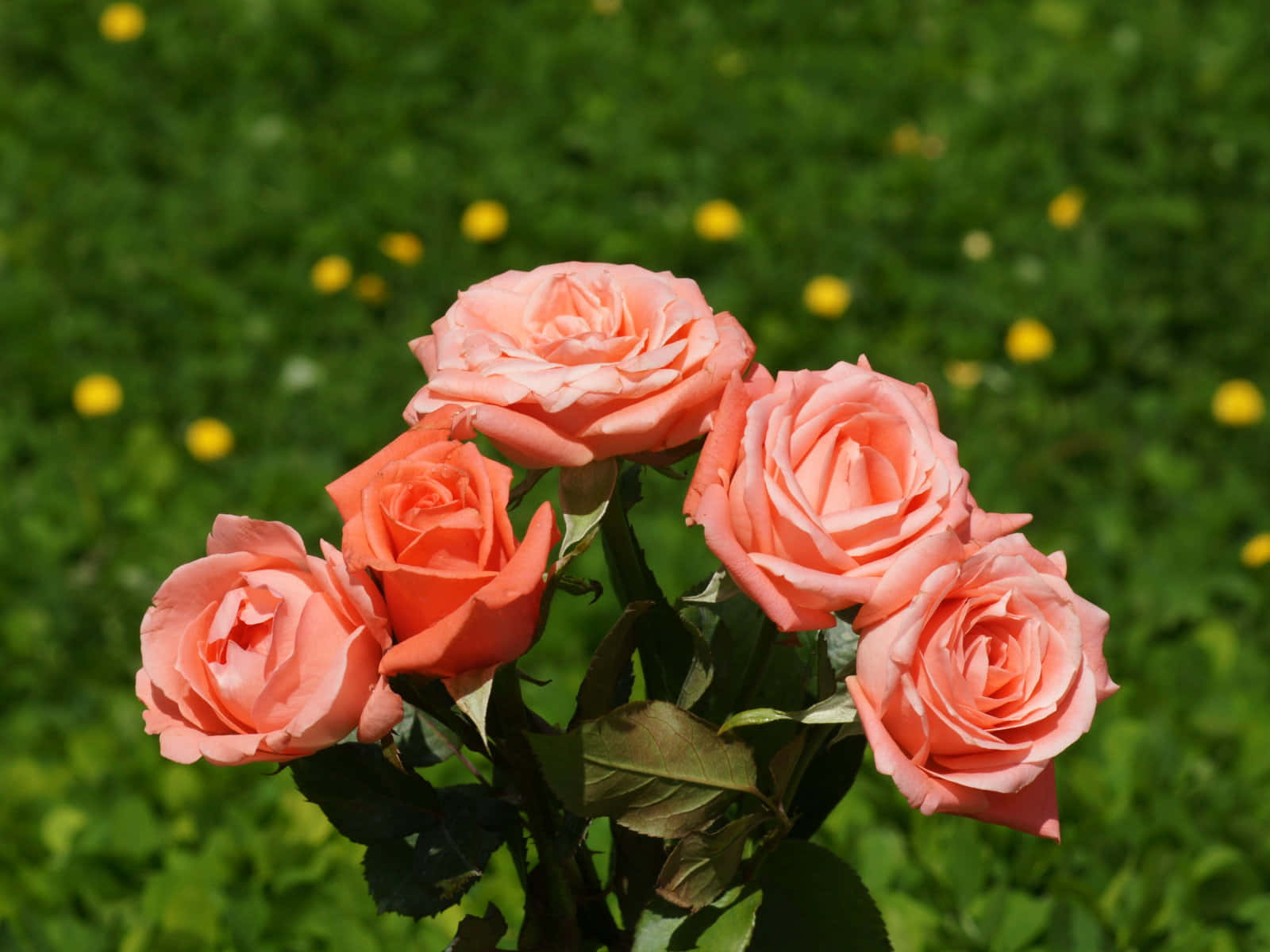 Pale Orange Rose Bouquet Wallpaper